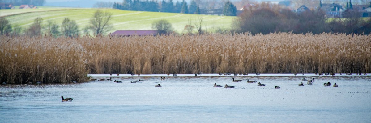 Reinheimer Teich