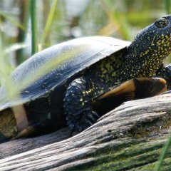 Europäische Sumpfschildkröte