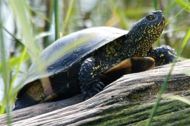 Europäische Sumpfschildkröte