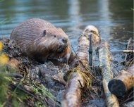 Biber in Wasser